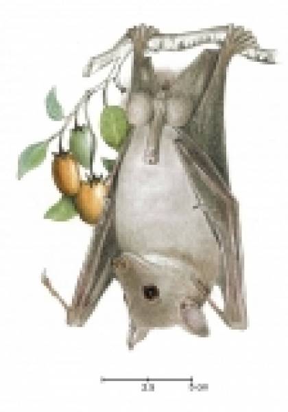 Preview: The Bats of Somalia and Neighbouring Areas
